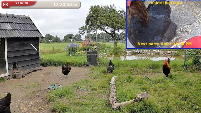 Chicken road casino, chicken road gokkast